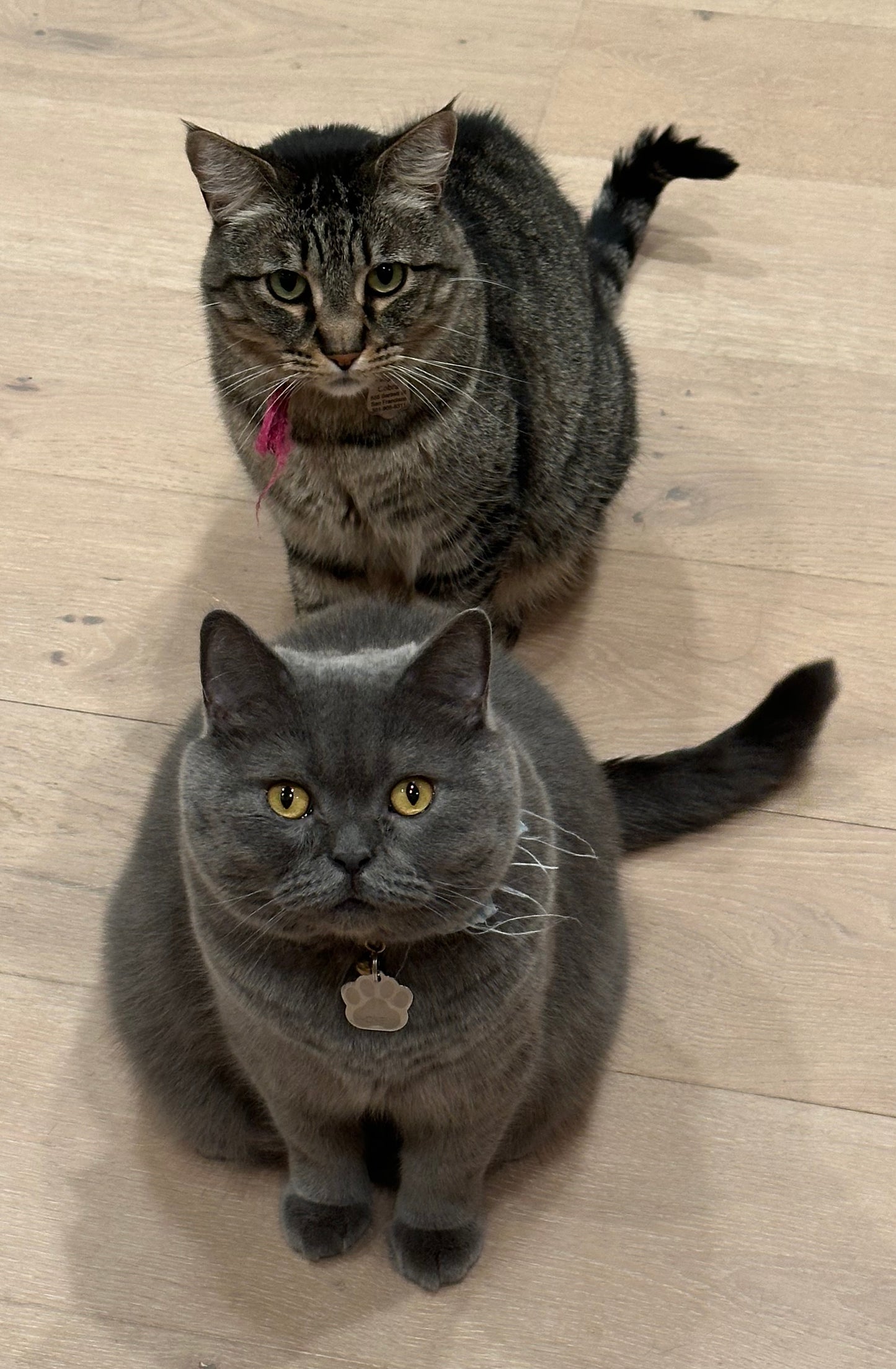 Super Cute Custom Magnet of your pets! Cutify your pets today!