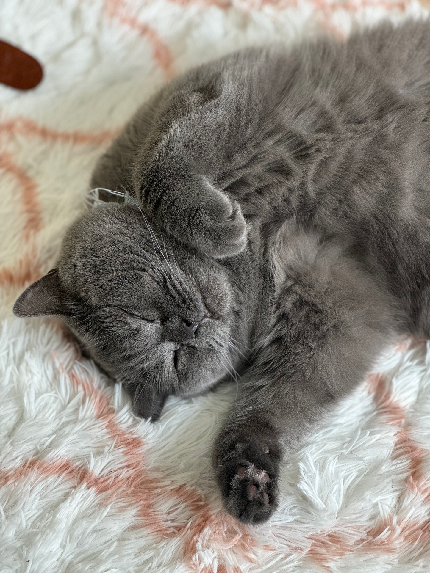 Super Cute Custom Magnet of your pets! Cutify your pets today!